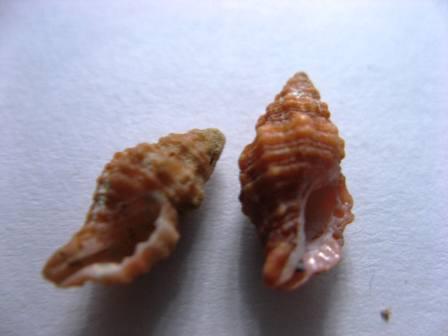 Classificazione cos''�?